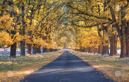 To use this stock image in your creative project, please select the size you need over to the right and click the "Add to Cart" button.
Your downloaded image will come with the Cutcaster watermark removed so don’t worry about the watermark you see on this page. Autumn country road stock photo, Great image of an tree lined road in autumn by Phil Morley