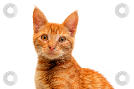 To use this stock image in your creative project, please select the size you need over to the right and click the "Add to Cart" button.
Your downloaded image will come with the Cutcaster watermark removed so don’t worry about the watermark you see on this page. Isolated Orange Cat stock photo, An orange kitten with large round eyes isolated on a white background by Lynn Bendickson