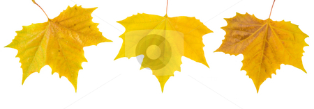To use this stock image in your creative project, please select the size you need over to the right and click the "Add to Cart" button.
Your downloaded image will come with the Cutcaster watermark removed so don’t worry about the watermark you see on this page. Beautiful golden leaves in autumn stock photo, Beautiful golden leaves in autumn by Julian Weber