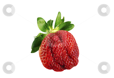To use this stock image in your creative project, please select the size you need over to the right and click the "Add to Cart" button.
Your downloaded image will come with the Cutcaster watermark removed so don’t worry about the watermark you see on this page. Strawberry. stock photo, Strawberry isolated over white with clipping path. by Liana Bukhtyyarova
