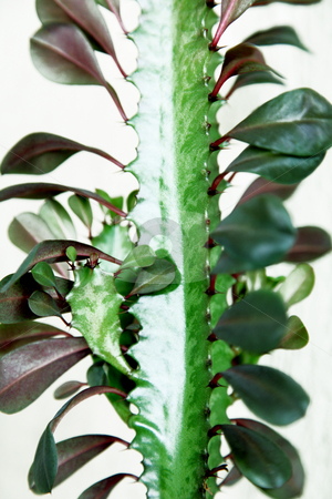 To use this stock image in your creative project, please select the size you need over to the right and click the "Add to Cart" button.
Your downloaded image will come with the Cutcaster watermark removed so don’t worry about the watermark you see on this page. Green stock photo, Stem and leaves of a plant on white backgroun by Giuseppe Ramos