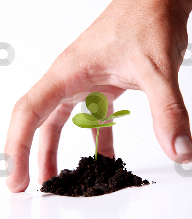 To use this stock image in your creative project, please select the size you need over to the right and click the "Add to Cart" button.
Your downloaded image will come with the Cutcaster watermark removed so don’t worry about the watermark you see on this page. Nature stock photo, Hand protecting a green plant. Nature image by Giuseppe Ramos