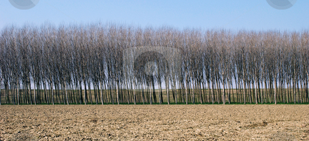To use this stock image in your creative project, please select the size you need over to the right and click the "Add to Cart" button.
Your downloaded image will come with the Cutcaster watermark removed so don’t worry about the watermark you see on this page. Row of trees stock photo, Autumnal landscape of trees without leaves on the background of a plowed field on a sunny day by Paolo Cola