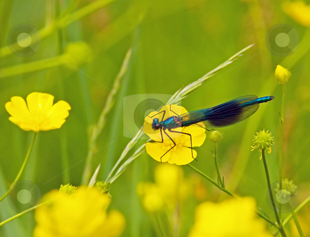 To use this stock image in your creative project, please select the size you need over to the right and click the "Add to Cart" button.
Your downloaded image will come with the Cutcaster watermark removed so don’t worry about the watermark you see on this page. Banded Demoiselle stock photo, Male Banded Demoiselle in meadow with yellow flowers by Susan Robinson