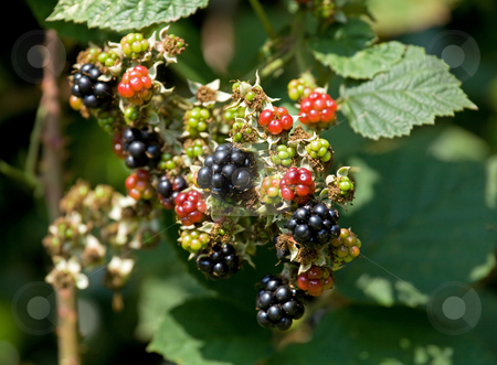 To use this stock image in your creative project, please select the size you need over to the right and click the "Add to Cart" button.
Your downloaded image will come with the Cutcaster watermark removed so don’t worry about the watermark you see on this page. Blackberries stock photo, Ripening Blackberries in hedgerow with mature fruit and flowers by Susan Robinson