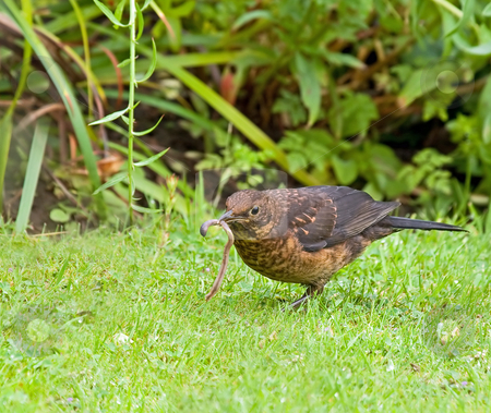To use this stock image in your creative project, please select the size you need over to the right and click the "Add to Cart" button.
Your downloaded image will come with the Cutcaster watermark removed so don’t worry about the watermark you see on this page. Common Blackbird female with worm stock photo, Female European Common Blackbird with Worm by Susan Robinson
