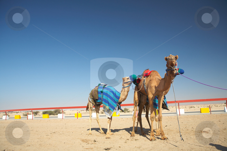 To use this stock image in your creative project, please select the size you need over to the right and click the "Add to Cart" button.
Your downloaded image will come with the Cutcaster watermark removed so don’t worry about the watermark you see on this page. Robot camel racing stock photo, Robot controlled camel racing in the desert of Qatar, Middle East, on a sunny day. Racing camels warming up in the morning sun on the Racetrack by Sean Nel