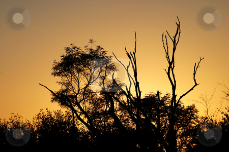 To use this stock image in your creative project, please select the size you need over to the right and click the "Add to Cart" button.
Your downloaded image will come with the Cutcaster watermark removed so don’t worry about the watermark you see on this page. Sunrise Silhouette stock photo, Sunrise in the bushveld by Sean Nel