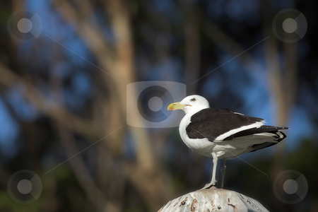 To use this stock image in your creative project, please select the size you need over to the right and click the "Add to Cart" button.
Your downloaded image will come with the Cutcaster watermark removed so don’t worry about the watermark you see on this page. Seagull #1 stock photo, Cape Gull (Larus Vetula) perched on a stand in sunlight - Copy Space by Sean Nel