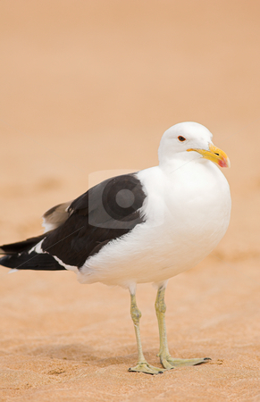 To use this stock image in your creative project, please select the size you need over to the right and click the "Add to Cart" button.
Your downloaded image will come with the Cutcaster watermark removed so don’t worry about the watermark you see on this page. Seagull #10 stock photo, Cape Gull (Larus Vetula) standing on a beach - Copy Space by Sean Nel