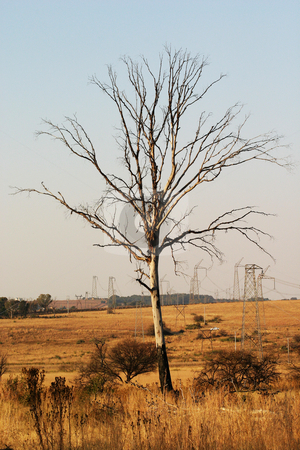 To use this stock image in your creative project, please select the size you need over to the right and click the "Add to Cart" button.
Your downloaded image will come with the Cutcaster watermark removed so don’t worry about the watermark you see on this page. Dead tree stock photo, Dead tree and electricity pylons in a nature reserve by Sean Nel