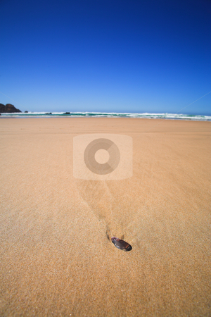 To use this stock image in your creative project, please select the size you need over to the right and click the "Add to Cart" button.
Your downloaded image will come with the Cutcaster watermark removed so don’t worry about the watermark you see on this page. Shell on the beach stock photo, Single shell lying on a long beach on a summers day with a blue sky by Sean Nel