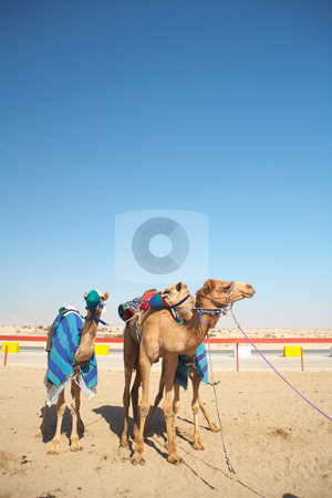 To use this stock image in your creative project, please select the size you need over to the right and click the "Add to Cart" button.
Your downloaded image will come with the Cutcaster watermark removed so don’t worry about the watermark you see on this page. Robot camel racing stock photo, Robot controlled camel racing in the desert of Qatar, Middle East, on a sunny day. Racing camels warming up in the morning sun on the Racetrack by Sean Nel