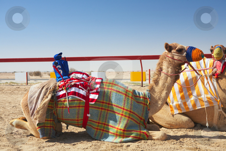 To use this stock image in your creative project, please select the size you need over to the right and click the "Add to Cart" button.
Your downloaded image will come with the Cutcaster watermark removed so don’t worry about the watermark you see on this page. Robot camel racing stock photo, Robot controlled camel racing in the desert of Qatar, Middle East, on a sunny day. Racing camels warming up in the morning sun on the Racetrack by Sean Nel