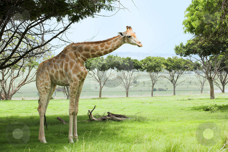 To use this stock image in your creative project, please select the size you need over to the right and click the "Add to Cart" button.
Your downloaded image will come with the Cutcaster watermark removed so don’t worry about the watermark you see on this page. Giraffe in the veldt stock photo, Single giraffe standing in the veldt under a tree under the green grass. by Sean Nel