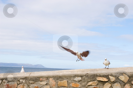To use this stock image in your creative project, please select the size you need over to the right and click the "Add to Cart" button.
Your downloaded image will come with the Cutcaster watermark removed so don’t worry about the watermark you see on this page. Bird #5 stock photo, Seagull sitting stone wall - copy space by Sean Nel