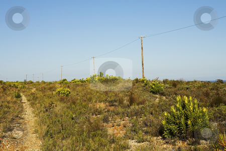 To use this stock image in your creative project, please select the size you need over to the right and click the "Add to Cart" button.
Your downloaded image will come with the Cutcaster watermark removed so don’t worry about the watermark you see on this page. Landscape #01 stock photo, Telephone poles in nature. by Sean Nel