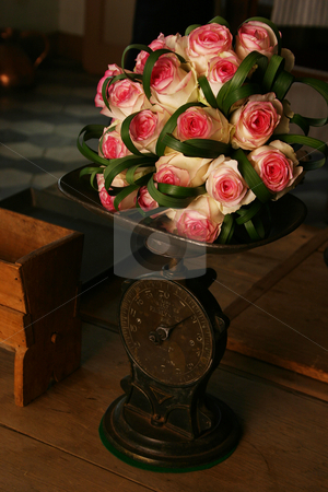 To use this stock image in your creative project, please select the size you need over to the right and click the "Add to Cart" button.
Your downloaded image will come with the Cutcaster watermark removed so don’t worry about the watermark you see on this page. Heavy Roses stock photo, Pink roses on a scale by Sean Nel