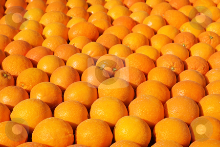 To use this stock image in your creative project, please select the size you need over to the right and click the "Add to Cart" button.
Your downloaded image will come with the Cutcaster watermark removed so don’t worry about the watermark you see on this page. Menton #4 stock photo, Background of oranges. Shallow D.O.F by Sean Nel