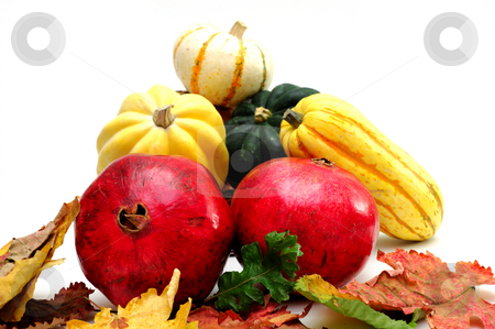 To use this stock image in your creative project, please select the size you need over to the right and click the "Add to Cart" button.
Your downloaded image will come with the Cutcaster watermark removed so don’t worry about the watermark you see on this page. Autumn Produce stock photo, Pomegranates and winter squash including green and yellow acorn, delicata with colorful fall leaves isolated on white by Lynn Bendickson