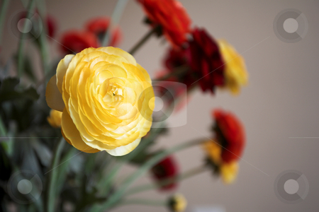 To use this stock image in your creative project, please select the size you need over to the right and click the "Add to Cart" button.
Your downloaded image will come with the Cutcaster watermark removed so don’t worry about the watermark you see on this page. Flower #2 stock photo, Yellow flower in a bunch. Shallow DOF by Sean Nel