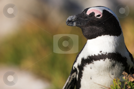 To use this stock image in your creative project, please select the size you need over to the right and click the "Add to Cart" button.
Your downloaded image will come with the Cutcaster watermark removed so don’t worry about the watermark you see on this page. Jackass Penguin #20 stock photo, Jackass Penguins (Spheniscus demersus) from the Simons Town Colony, Western Cape, South Africa by Sean Nel