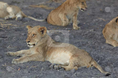To use this stock image in your creative project, please select the size you need over to the right and click the "Add to Cart" button.
Your downloaded image will come with the Cutcaster watermark removed so don’t worry about the watermark you see on this page. Lions at rest stock photo, Young lion cubs resting in the early morning light after a night of hunting in the African bush by Sean Nel