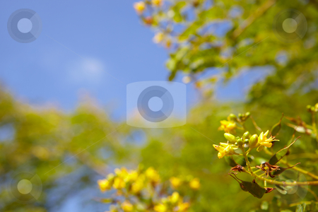 To use this stock image in your creative project, please select the size you need over to the right and click the "Add to Cart" button.
Your downloaded image will come with the Cutcaster watermark removed so don’t worry about the watermark you see on this page. Tree branch against a sky in spring stock photo, Tree branches against a beautiful blue sky in spring. Can be used as a background by Sean Nel