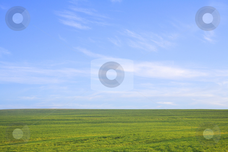 To use this stock image in your creative project, please select the size you need over to the right and click the "Add to Cart" button.
Your downloaded image will come with the Cutcaster watermark removed so don’t worry about the watermark you see on this page. Green field against blue sky stock photo, Nature background. Green grass field against a blue sky with wispy white clouds by Sean Nel