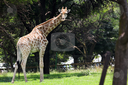 To use this stock image in your creative project, please select the size you need over to the right and click the "Add to Cart" button.
Your downloaded image will come with the Cutcaster watermark removed so don’t worry about the watermark you see on this page. Giraffe #5 stock photo, Watchful Giraffe eating leaves from the trees by Sean Nel