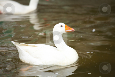 To use this stock image in your creative project, please select the size you need over to the right and click the "Add to Cart" button.
Your downloaded image will come with the Cutcaster watermark removed so don’t worry about the watermark you see on this page. White goose swimming stock photo, White goose swimming in a pond by Sean Nel