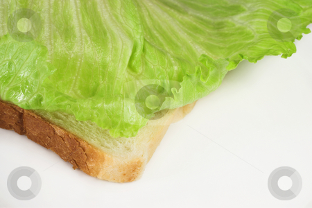 To use this stock image in your creative project, please select the size you need over to the right and click the "Add to Cart" button.
Your downloaded image will come with the Cutcaster watermark removed so don’t worry about the watermark you see on this page. Food #42 stock photo, Lettuce on a slice of white bread by Sean Nel