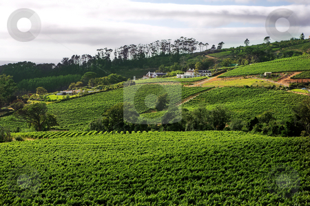 To use this stock image in your creative project, please select the size you need over to the right and click the "Add to Cart" button.
Your downloaded image will come with the Cutcaster watermark removed so don’t worry about the watermark you see on this page. Wine farm on the Western Cape wine route stock photo, A beautiful wine farm against the hills of the Western Cape in South Africa. A cloudy day with spots of sunlight on the farmhouse and other buildings. by Sean Nel
