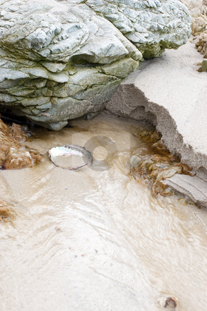 To use this stock image in your creative project, please select the size you need over to the right and click the "Add to Cart" button.
Your downloaded image will come with the Cutcaster watermark removed so don’t worry about the watermark you see on this page. Seasandbackground #3 stock photo, Rocks and shells ont beach - copy space by Sean Nel