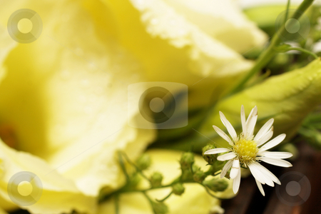 To use this stock image in your creative project, please select the size you need over to the right and click the "Add to Cart" button.
Your downloaded image will come with the Cutcaster watermark removed so don’t worry about the watermark you see on this page. Wedding #17 stock photo, Close-up of a bouquet with roses and daisies - daisy in focuss, rose out of focus, shallow DOF - copy space by Sean Nel