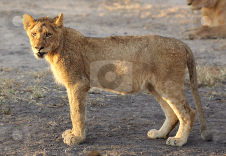 To use this stock image in your creative project, please select the size you need over to the right and click the "Add to Cart" button.
Your downloaded image will come with the Cutcaster watermark removed so don’t worry about the watermark you see on this page. Lions at rest stock photo, Young lion cubs resting in the early morning light after a night of hunting in the African bush by Sean Nel
