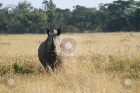 To use this stock image in your creative project, please select the size you need over to the right and click the "Add to Cart" button.
Your downloaded image will come with the Cutcaster watermark removed so don’t worry about the watermark you see on this page. Rhino staring stock photo, Staring Rhinoceros by Sean Nel