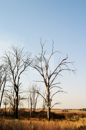 To use this stock image in your creative project, please select the size you need over to the right and click the "Add to Cart" button.
Your downloaded image will come with the Cutcaster watermark removed so don’t worry about the watermark you see on this page. Dead trees stock photo, Dead trees in nature reserve by Sean Nel
