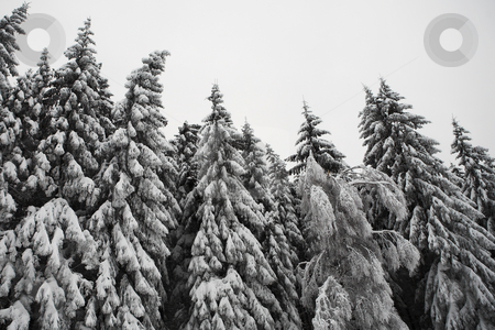 To use this stock image in your creative project, please select the size you need over to the right and click the "Add to Cart" button.
Your downloaded image will come with the Cutcaster watermark removed so don’t worry about the watermark you see on this page. Snow Landscape #10 stock photo, Fir trees covered in snow, Kirchberg - German Alps by Sean Nel
