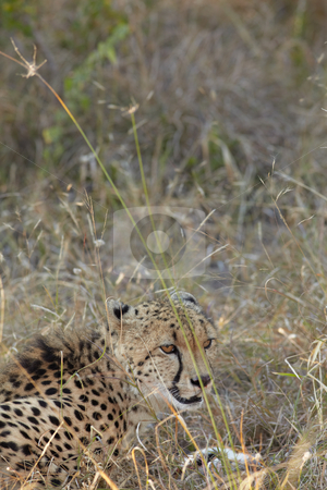 To use this stock image in your creative project, please select the size you need over to the right and click the "Add to Cart" button.
Your downloaded image will come with the Cutcaster watermark removed so don’t worry about the watermark you see on this page. Cheetah hunting stock photo, Young cheetah on the hunt in the african bush by Sean Nel