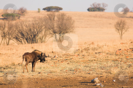 To use this stock image in your creative project, please select the size you need over to the right and click the "Add to Cart" button.
Your downloaded image will come with the Cutcaster watermark removed so don’t worry about the watermark you see on this page. Wildebeest #1 stock photo, Black wildebeest grazing in the veldt by Sean Nel