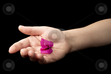 To use this stock image in your creative project, please select the size you need over to the right and click the "Add to Cart" button.
Your downloaded image will come with the Cutcaster watermark removed so don’t worry about the watermark you see on this page. Hands #13 stock photo, Hand holding a purple flower by Sean Nel