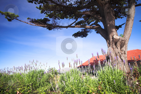 To use this stock image in your creative project, please select the size you need over to the right and click the "Add to Cart" button.
Your downloaded image will come with the Cutcaster watermark removed so don’t worry about the watermark you see on this page. Lavender under a tree stock photo, Purple and green lavender bushes under a big tree against a blue sky in the summer. Shallow Depth of Field by Sean Nel