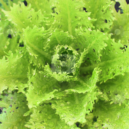 To use this stock image in your creative project, please select the size you need over to the right and click the "Add to Cart" button.
Your downloaded image will come with the Cutcaster watermark removed so don’t worry about the watermark you see on this page. Plant #30 stock photo, The leaves of a plant flowering from the centre - Green by Sean Nel