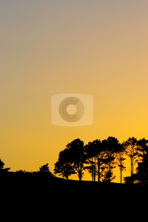 To use this stock image in your creative project, please select the size you need over to the right and click the "Add to Cart" button.
Your downloaded image will come with the Cutcaster watermark removed so don’t worry about the watermark you see on this page. Silhouette #3 stock photo, Silhouette of trees at sunset or sunrise by Sean Nel