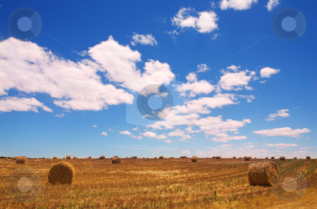 To use this stock image in your creative project, please select the size you need over to the right and click the "Add to Cart" button.
Your downloaded image will come with the Cutcaster watermark removed so don’t worry about the watermark you see on this page. Golden bales of hay on the lands stock photo, Rolls of golden gathered hay on the lands with a blues sky and puffy white clouds as a copy space area. Shot in late afternoon sun just before sunset by Sean Nel