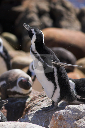 To use this stock image in your creative project, please select the size you need over to the right and click the "Add to Cart" button.
Your downloaded image will come with the Cutcaster watermark removed so don’t worry about the watermark you see on this page. Jackass Penguin #13 stock photo, Jackass Penguins (Spheniscus demersus) from Stoney Point, Western Cape, South Africa by Sean Nel