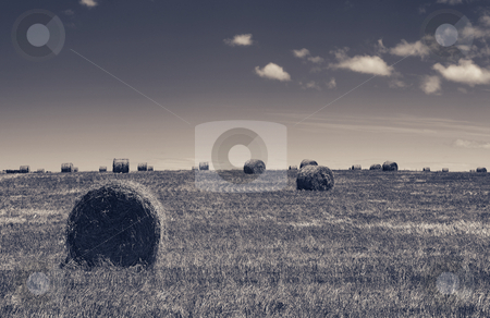 To use this stock image in your creative project, please select the size you need over to the right and click the "Add to Cart" button.
Your downloaded image will come with the Cutcaster watermark removed so don’t worry about the watermark you see on this page. Haybales #3 stock photo, Rolls of gathered hay on the lands - High Contrast Black and White (browntone) by Sean Nel