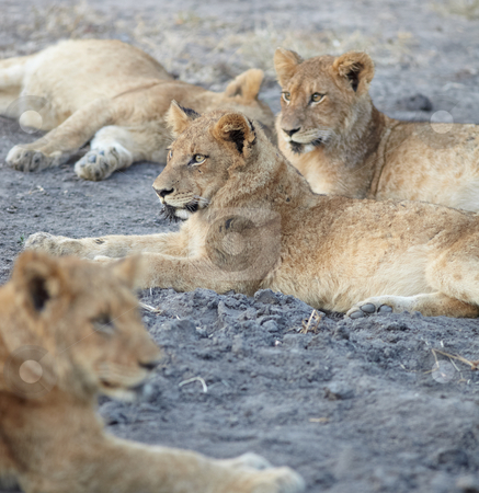To use this stock image in your creative project, please select the size you need over to the right and click the "Add to Cart" button.
Your downloaded image will come with the Cutcaster watermark removed so don’t worry about the watermark you see on this page. Lions at rest stock photo, Young lion cubs resting in the early morning light after a night of hunting in the African bush by Sean Nel