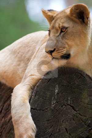 To use this stock image in your creative project, please select the size you need over to the right and click the "Add to Cart" button.
Your downloaded image will come with the Cutcaster watermark removed so don’t worry about the watermark you see on this page. White Lion #6 stock photo, Lioness (Panthera Leo) lying down in a tree, South Africa by Sean Nel